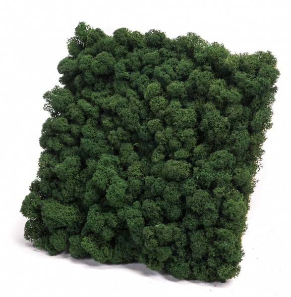 Reindeer moss wall panel 30x30 cm Preserved Moss Tile | color - dark green